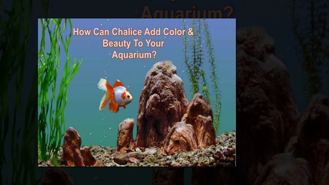 Enhance the beauty of your Aquarium with Chalice Corals