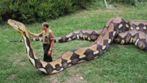 A Maior Cobra do Mundo Piton Gigante Anaconda encontrada no Rio Amazonas