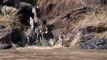 BEST MOMENT crocodile attack wildebeest and Zebra - crossing the Mara River
