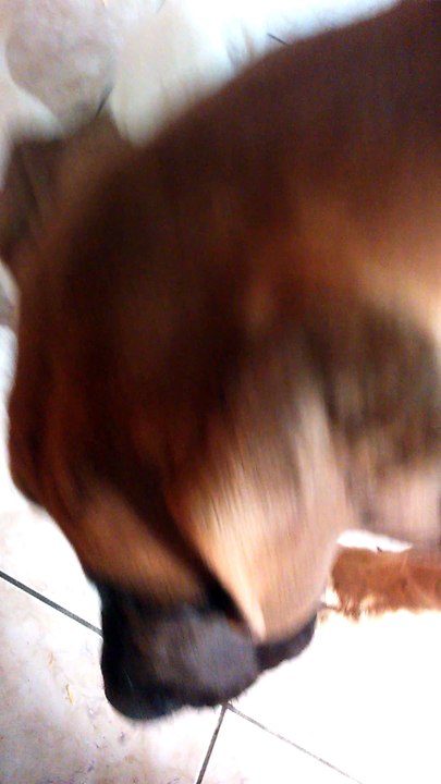 chiot et nos chien adultes