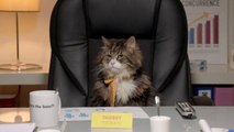 The Brand Nation pour Netto - «Lolcats» - juillet 2016