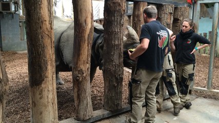 Les coulisses du Cerza à l'aube, avant l'ouverture du parc