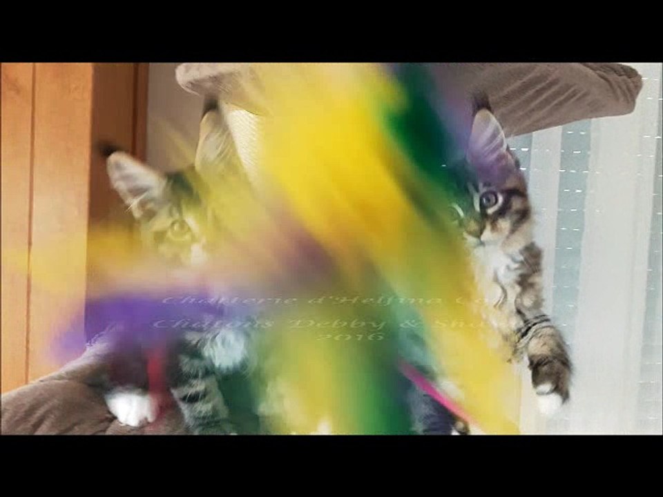 Helfina coons : CHATONS maine coon DEBBY 2016