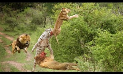Lion vs Tiger Real Fight 2016 | Lion vs Tiger Best Attack Compilations