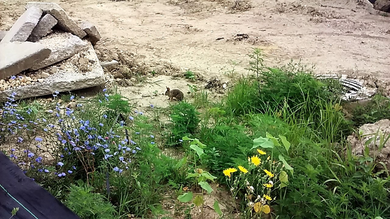 Rabbit At A Construction Site