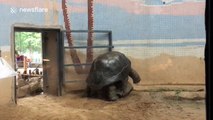 Galapagos tortoises start mating in front of crowd at Beijing Zoo