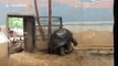 Galapagos tortoises start mating in front of crowd at Beijing Zoo