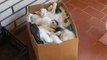Basket of Sleeping Kittens React Quickly to Sounds of Food