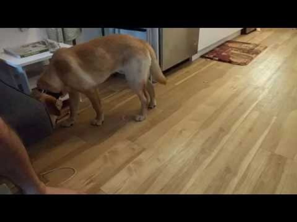 Adorable Labrador Ignores Owner Until Food Is Mentioned