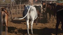 Olhos pintado nas nádegas de vacas são usados para prevenir ataques de leões
