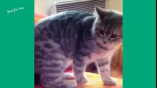 Funny Cats Vine Compilation 2016
