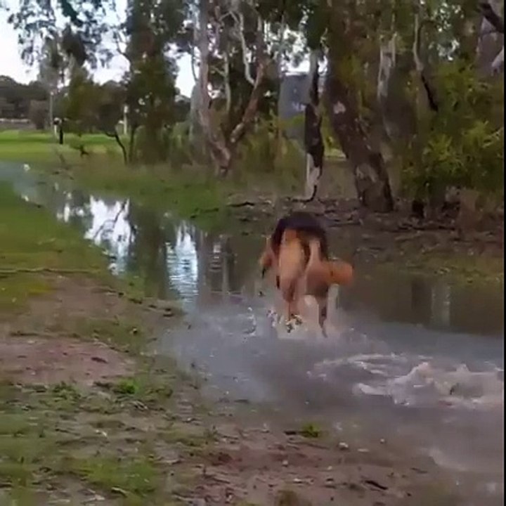 Un berger allemand s'éclate dans l eau