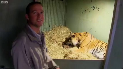 Une maman tigre donne naissance à son bébé au zoo mais le petit semble avoir des problème de respiration... Heureusement maman est là