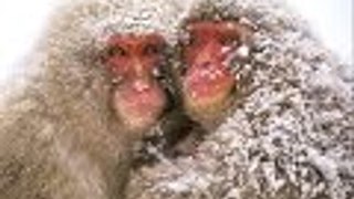 Amazing Snow Monkeys | Full Documentary HD