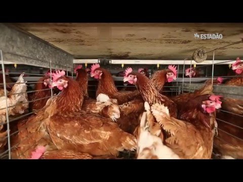 Combustível feito de dejetos de animais abastece automóveis