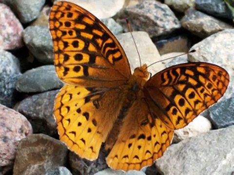 Overcoming Fear, Worry, and Anxiety.