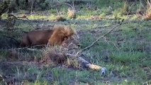 Momento en el que leones mataron a un búfalo