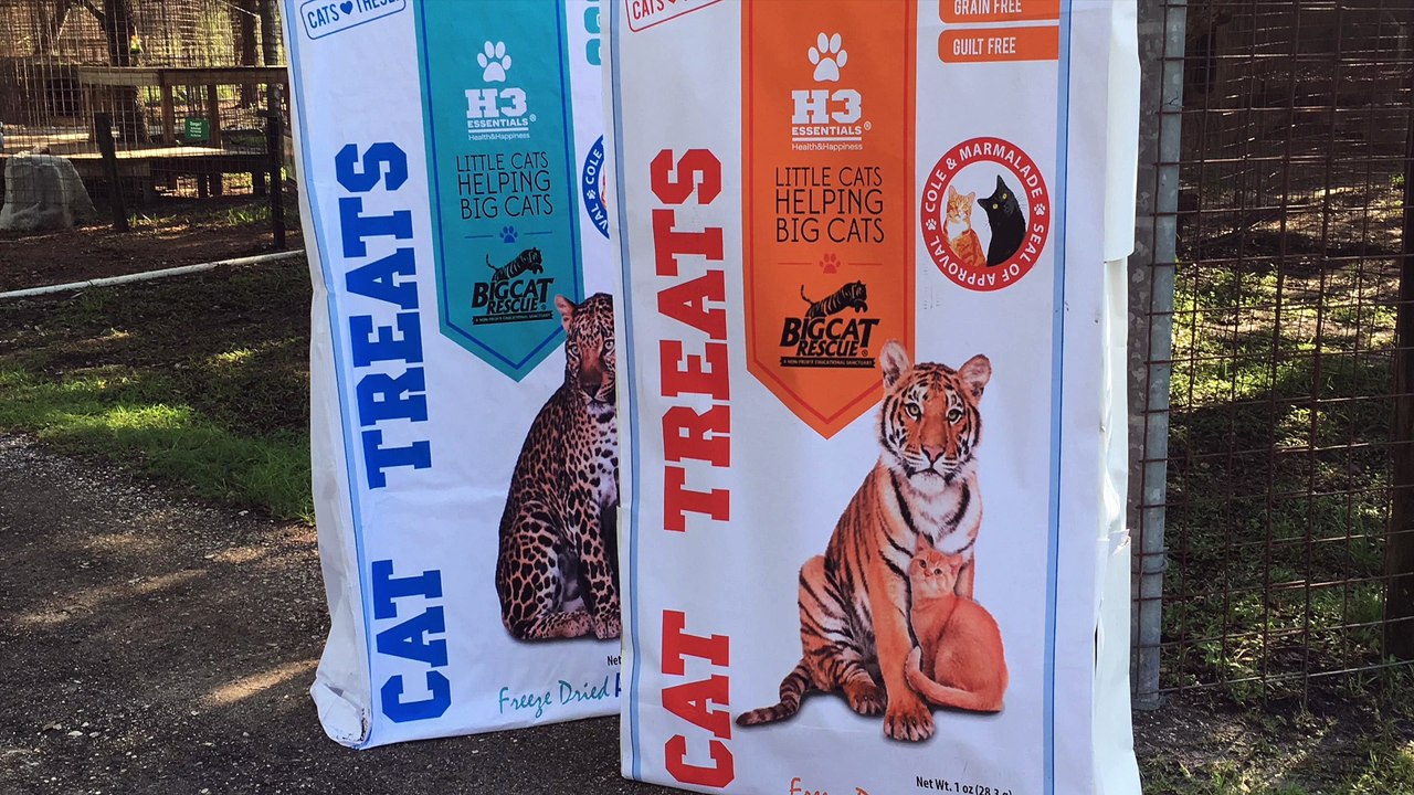 Cat Treat Challenge
