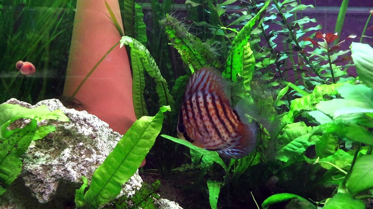 mes Discus