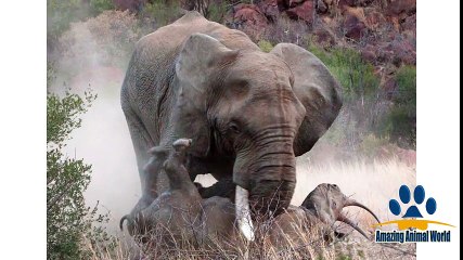 Elephant kills Rhino in a brutal fight in African Jungle