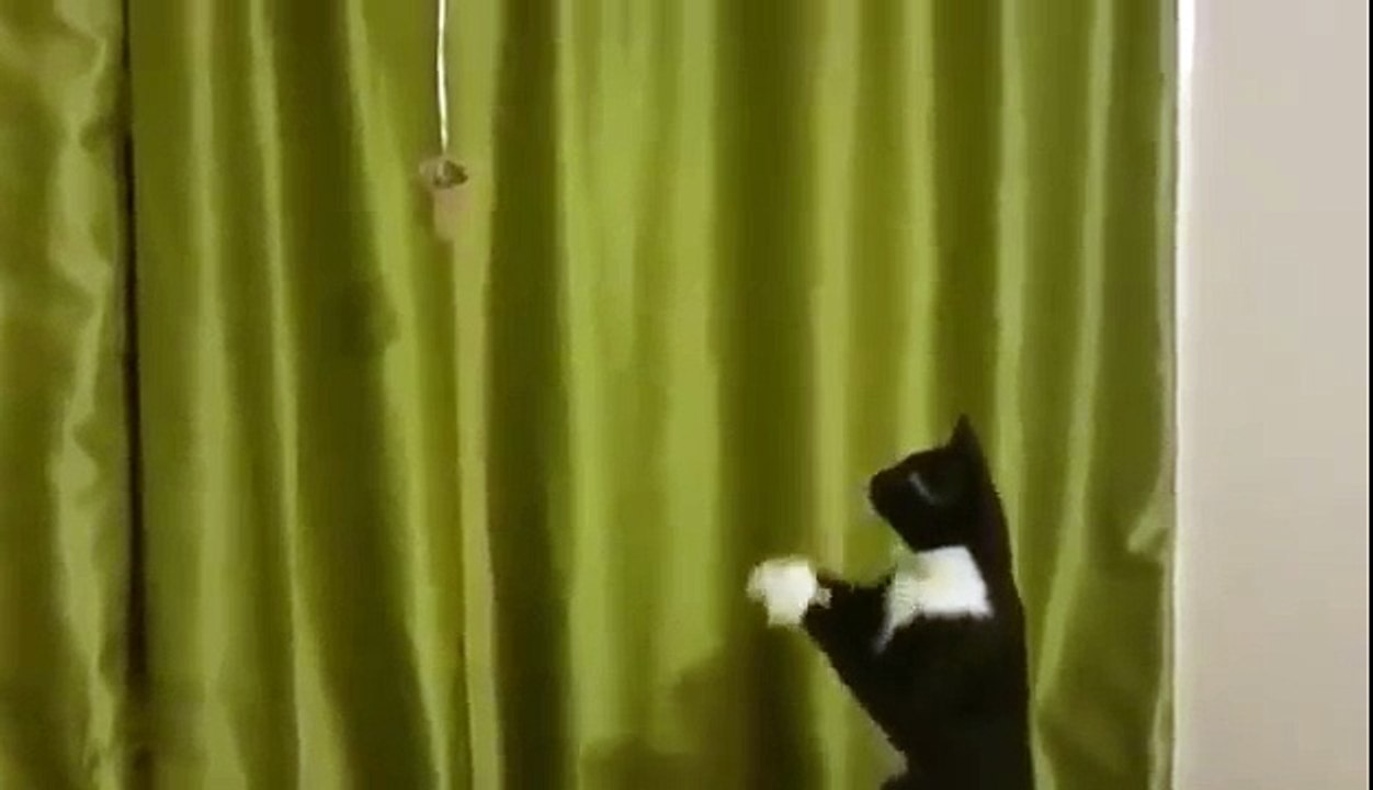 Ce petit chat voit un jouet, mais a une drôle de façon d'essayer de l'attraper, regardez attentivement ses pattes avant !