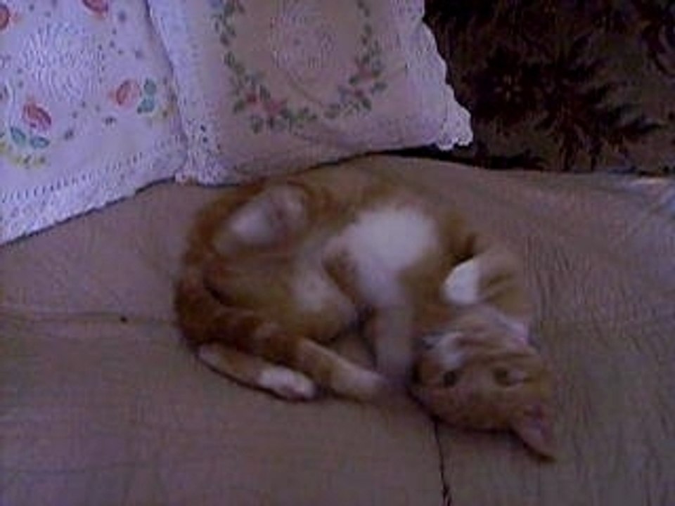 Chatte folle