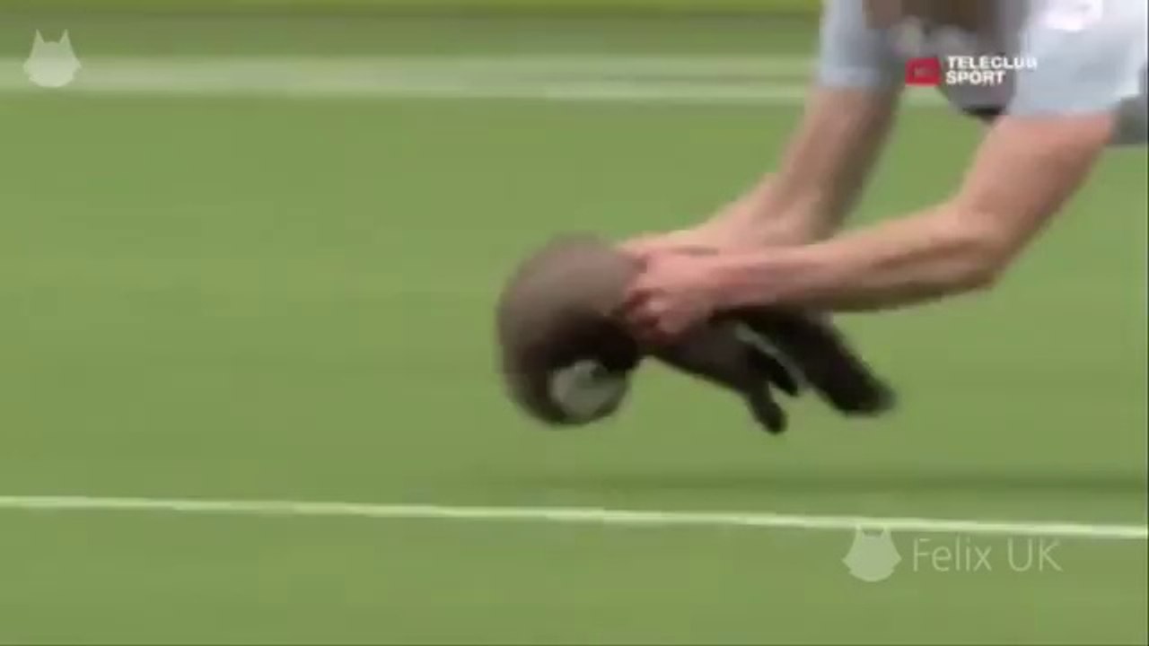 Football Comedy ► Player and Animals on the Pitch
