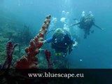 Come and have fun with our sailing and scuba diving vacations in the Caribbean BLUESCAPE