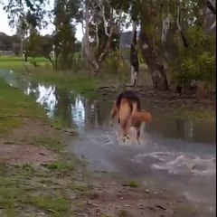 Un berger allemand s'éclate dans l'eau