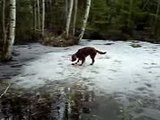 Irish Setter Dog Falls Into Frozen Pond