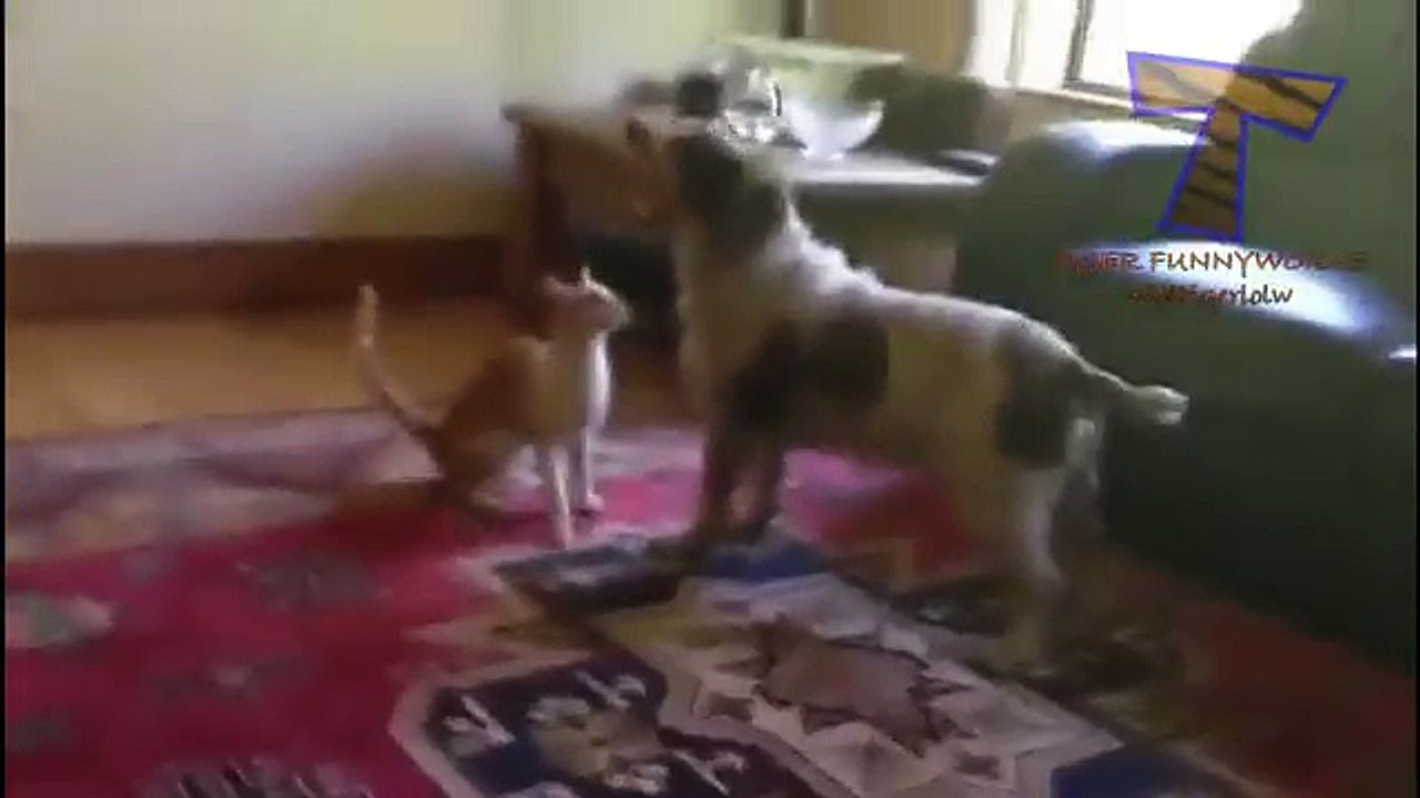 Funny Cats and Dogs Compilation #1
