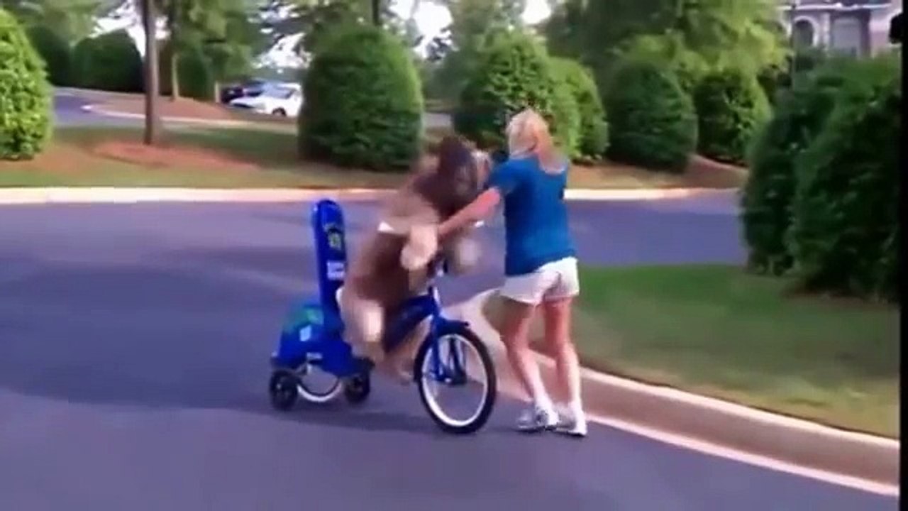 Funny Cats and Dogs Compilation #2