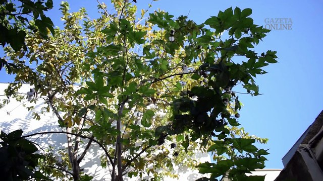 Aposentado cuida de árvores que ele mesmo plantou em Vitória