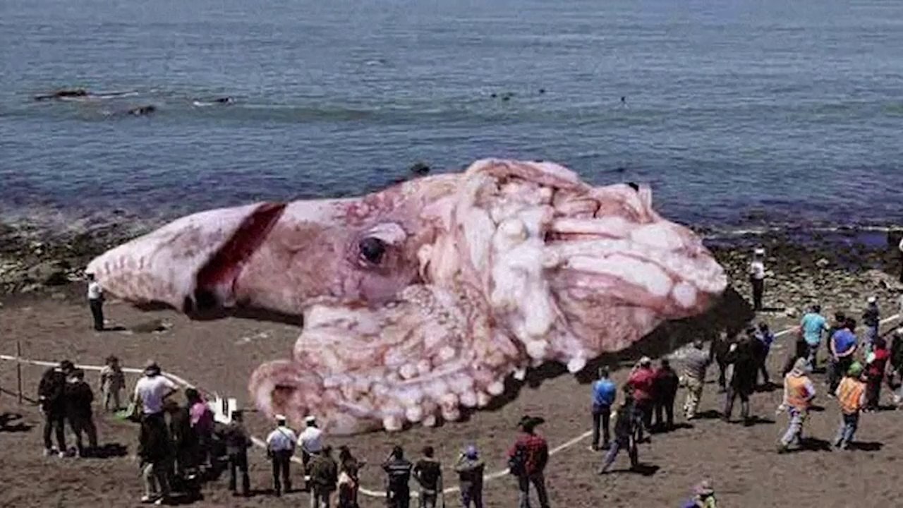 animaux Anormalement incroyables et bizarres!