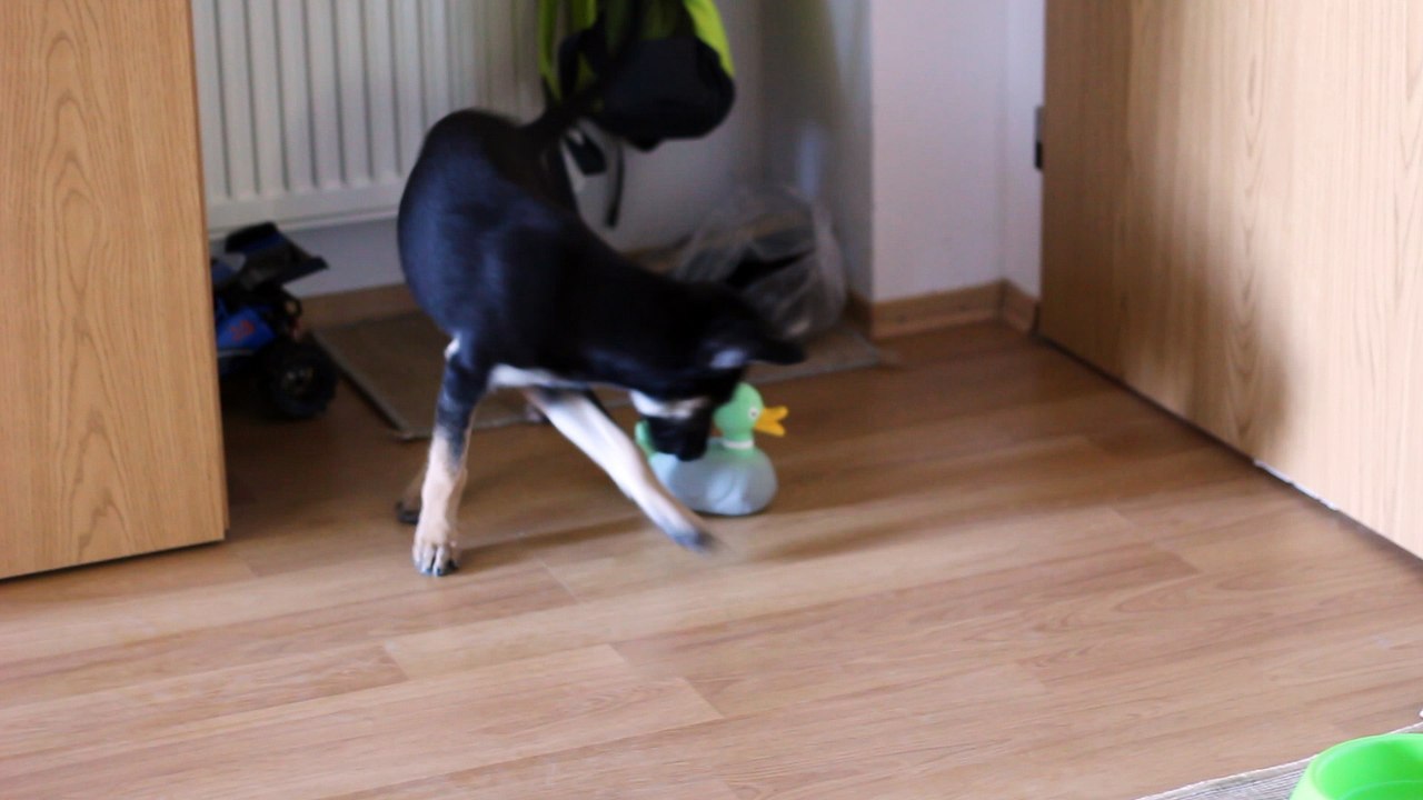 Stella July 2016 with a duck 01