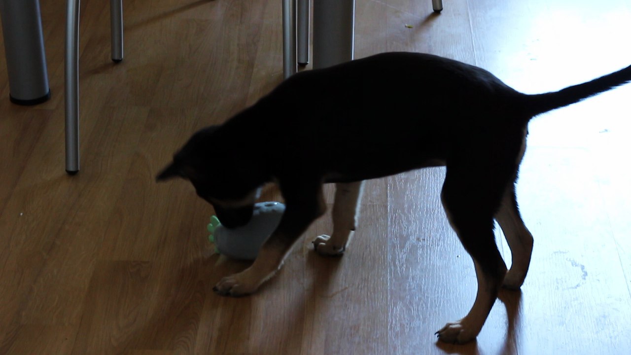 Stella July 2016 with a duck 03