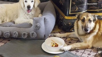 Pets Get Red Carpet Treatment at This Fancy Hotel