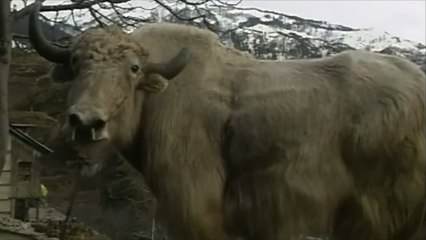 تراجع صناعة صوف الكشمير بسبب تغير المناخ