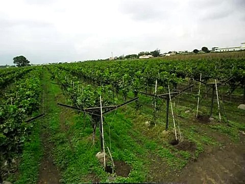 Kubota B 2420 - 24 HP tractor with IDROget 600 litres Sprayer.AVI
