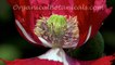Papaver Somniferum Poppies via OrganicalBotanicals.com 2016 Poppy Seed Collection Part 2