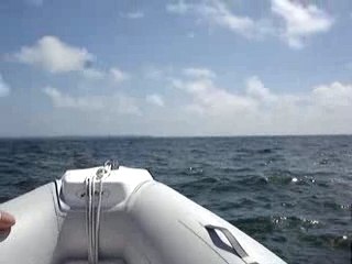 Ballade avec les dauphins N°2