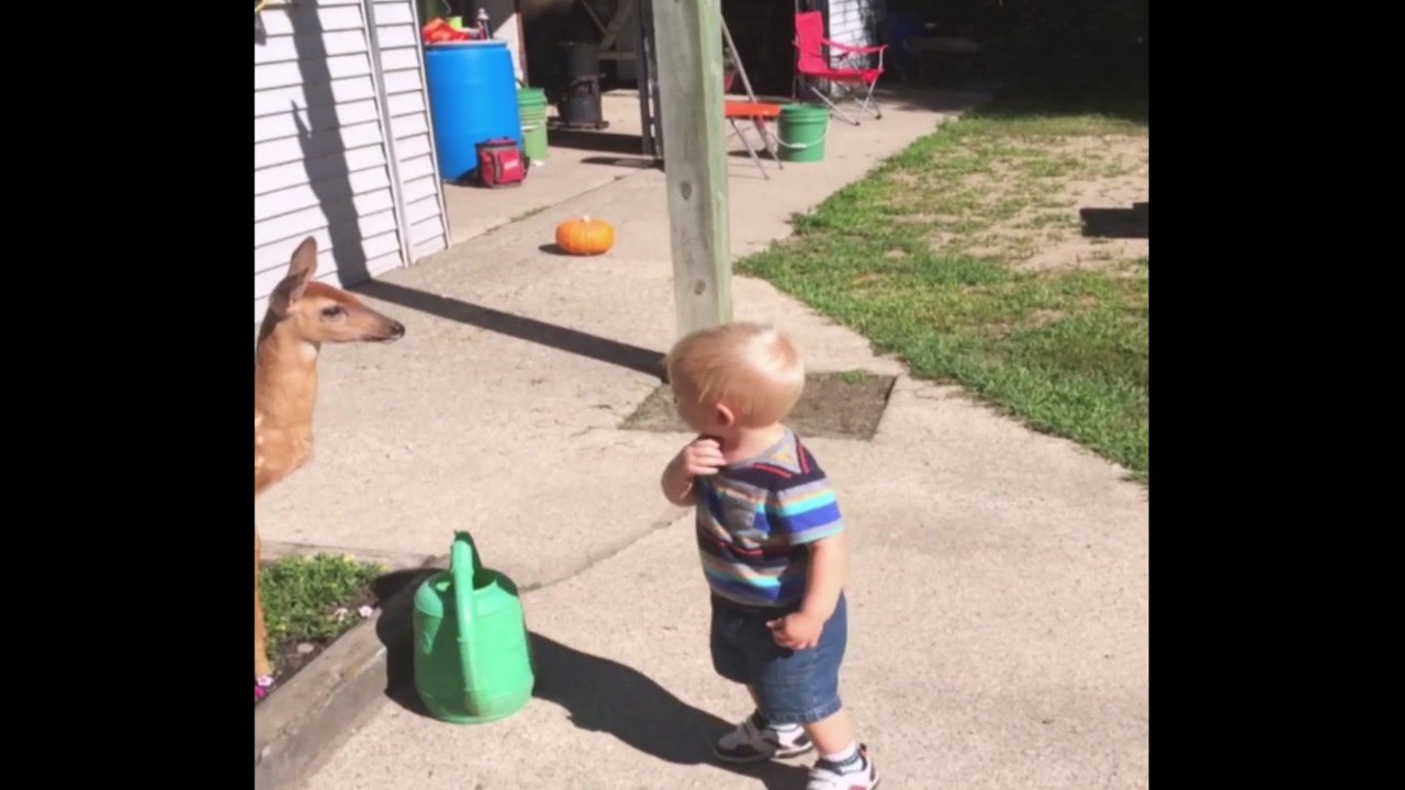 Baby Has Playdate With Baby Deer