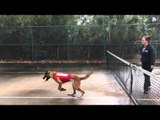 German Shepherd Jumps Straight Into Net
