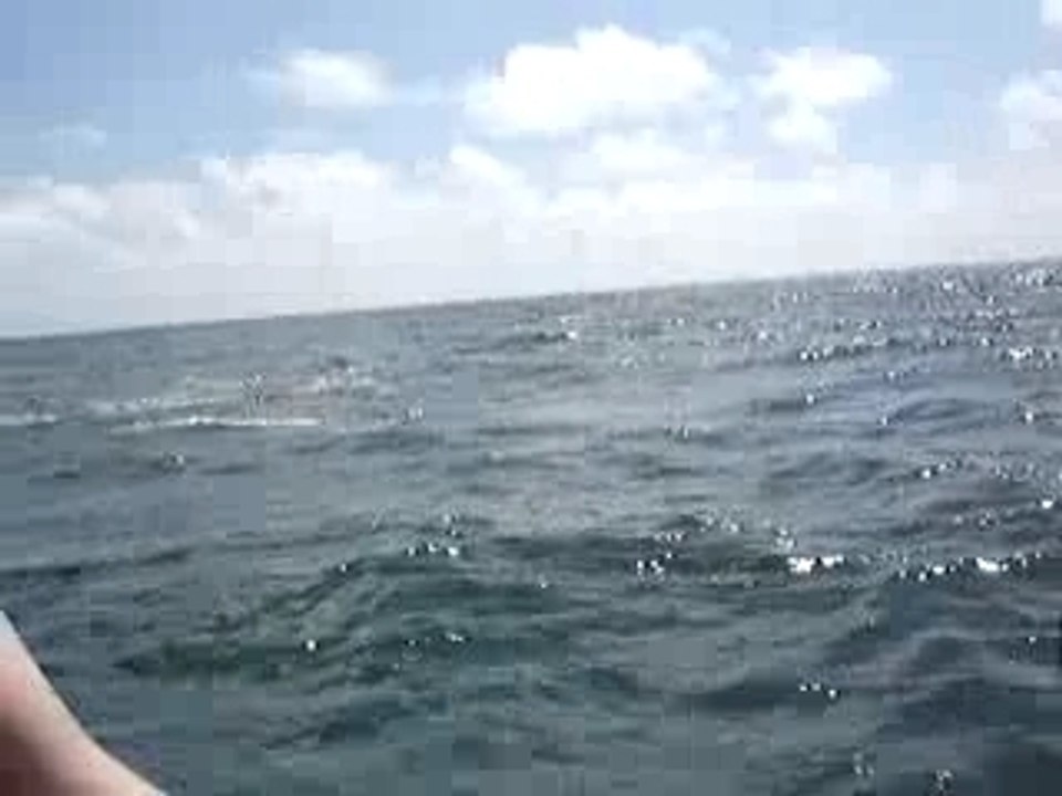 Ballade avec les dauphins N°3