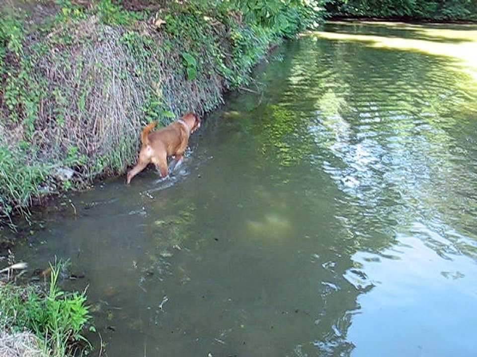 Baignade Bill et Jaska