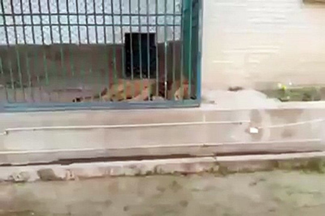 Zoo Line funny movement with a men during torest - desi girls video