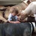Ce bébé s'endort entouré de 4 pitbulls!