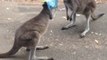 Un kangourou affamé fini la tête dans un sac!