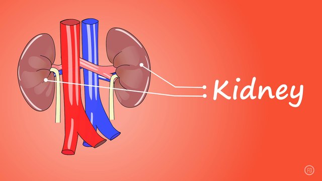 Human Body Organs | Medical Education | HD Video | F1 Digitals