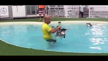 Cette petite chienne est apeurée à l’idée d’aller dans l’eau, mais regardez ce qu’il se passe à la fin..